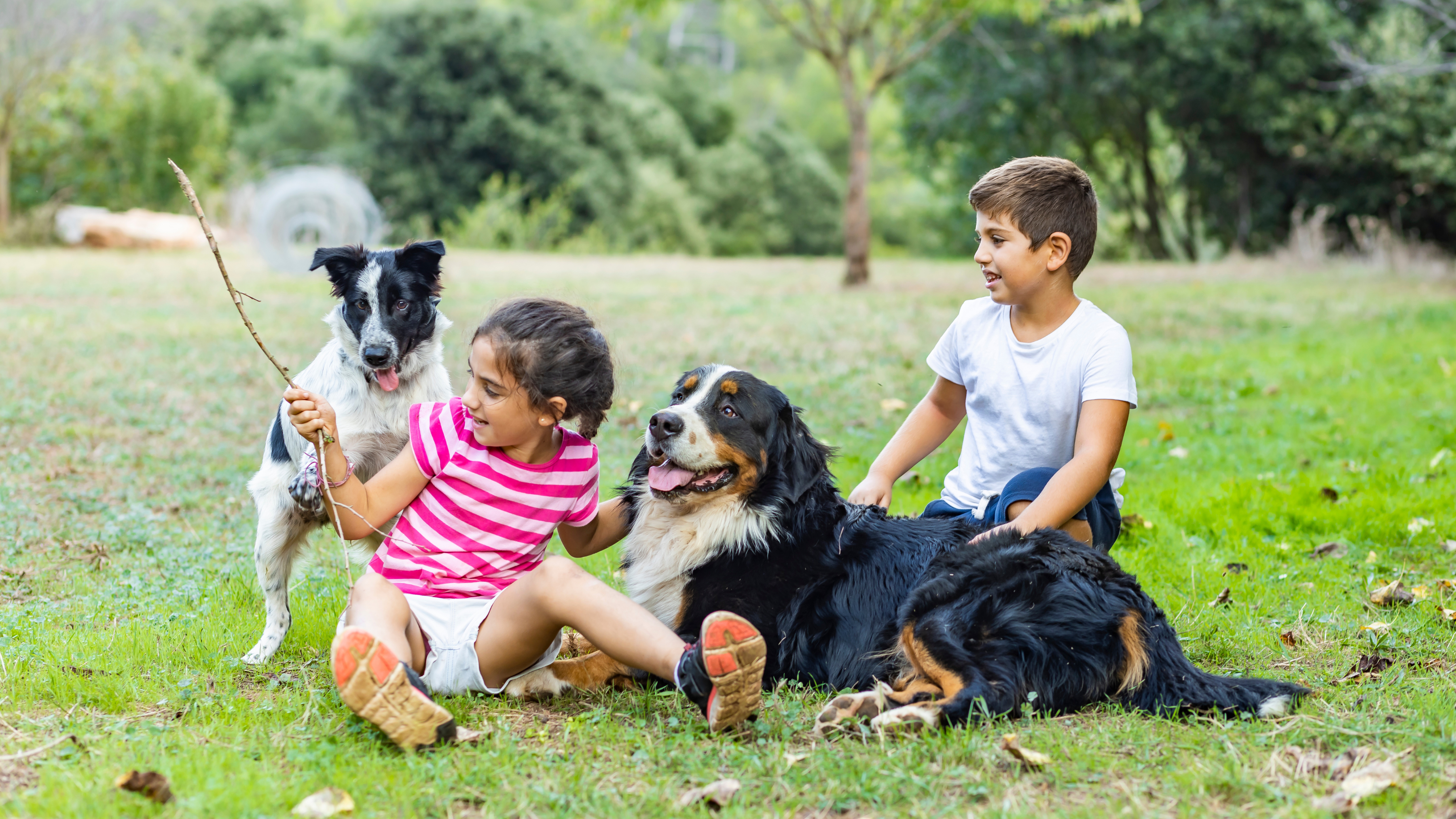 Pet Park