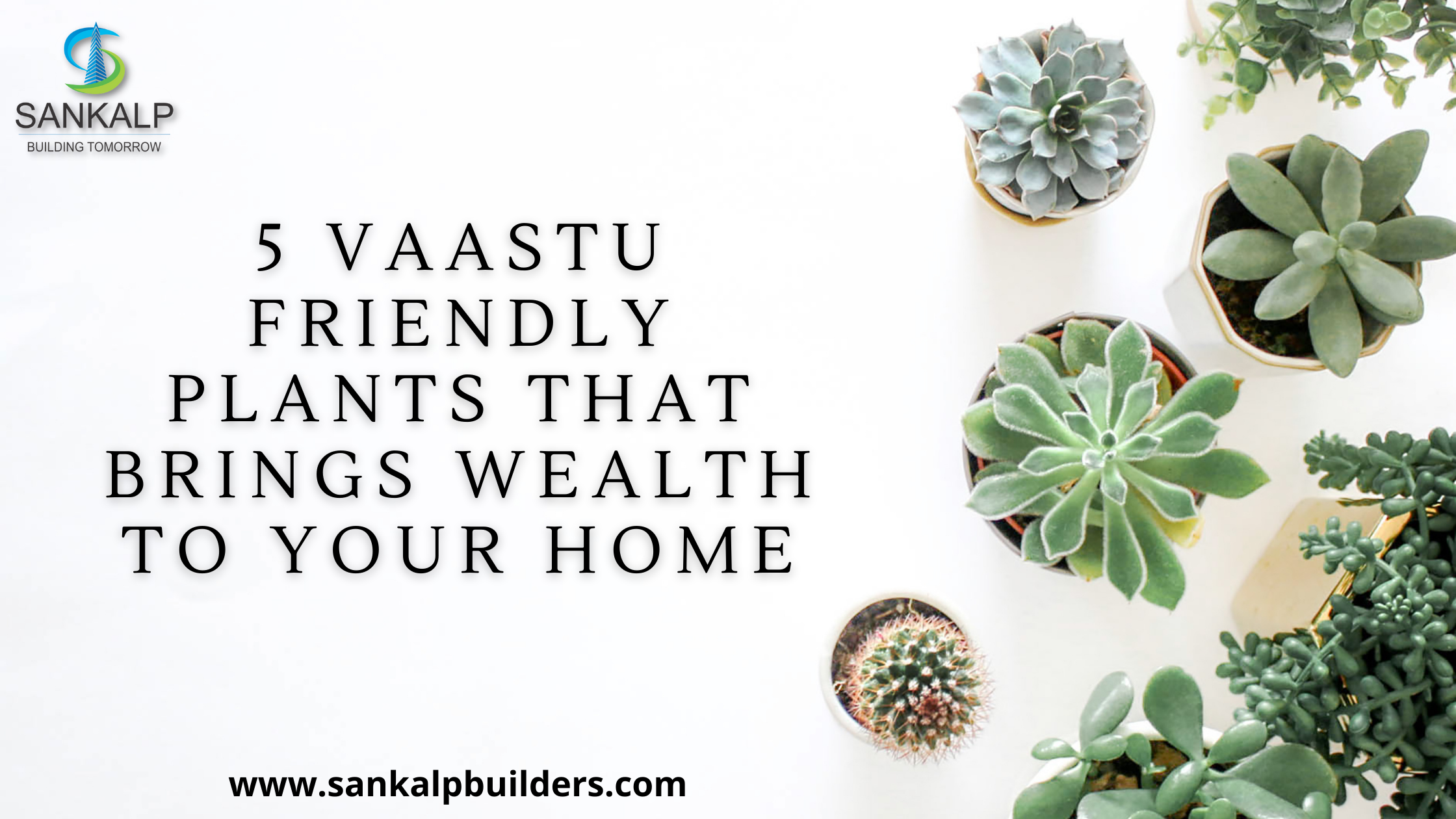 5 Vaastu Friendly Plants that brings wealth to your home